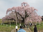 三春滝桜　七、八分咲き